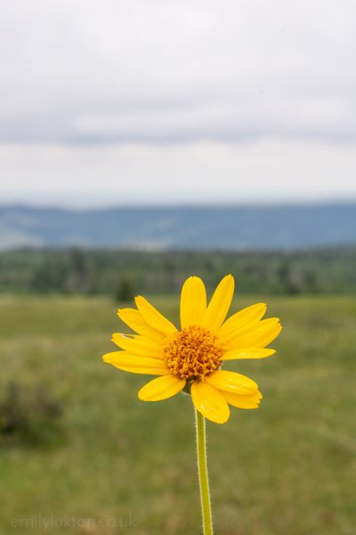 Cypress Hills viewpoint