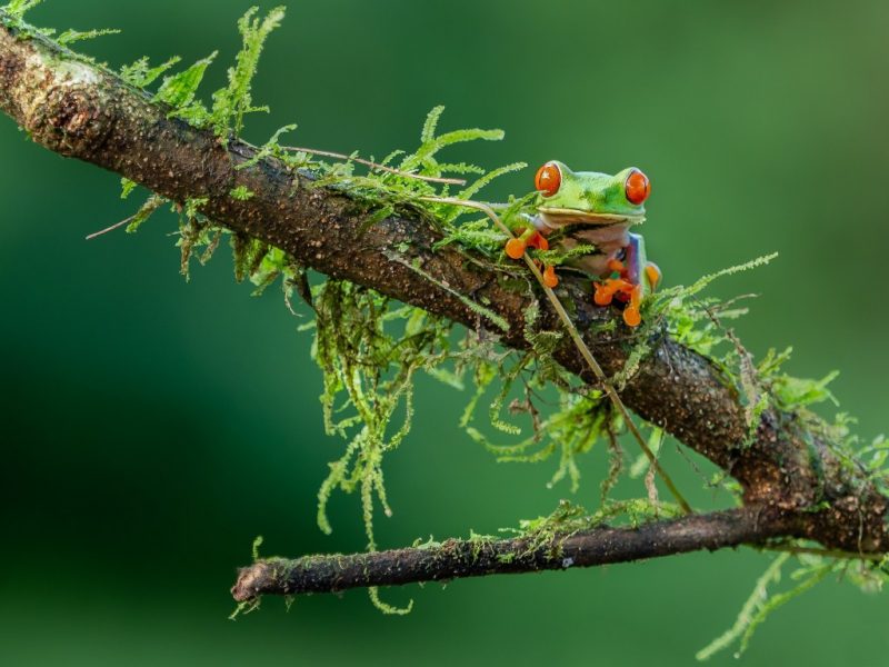 Treefrog costa rica