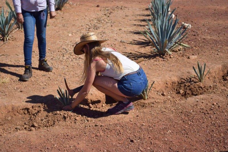 Tequila Mexico