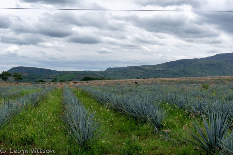 Guadalajara Mexico off the beaten path