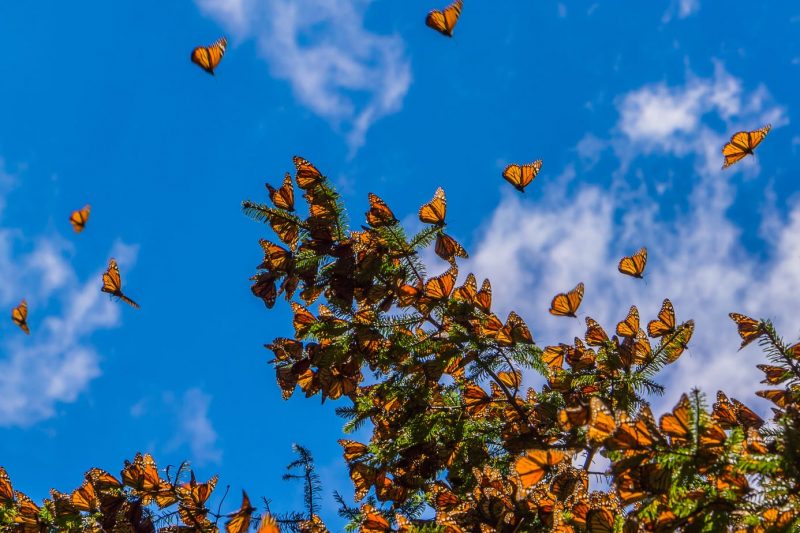 Monarch Butterflies near Angangueo Michoacan