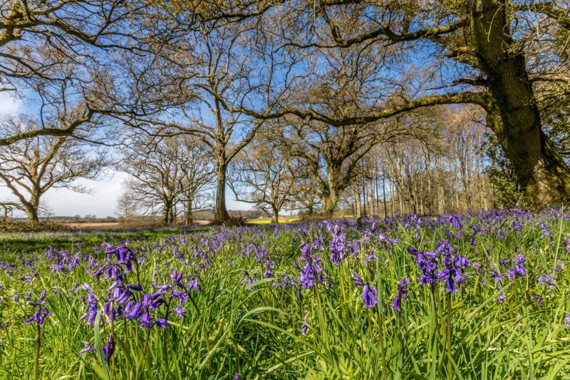 Bluebells growing in a forest in Cranborne Chase Dorset with bare trees above on a sunny spring day with blue sky behind