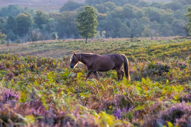 Wild pony on a heath in the New Forest in south west england, with purple heather in the foreground and dense woodland behind