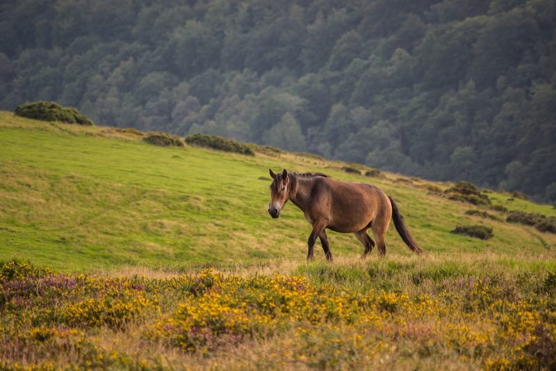 Wild pony walking on a grassy moor in Exmoor National Park with a hill covered in dense forest behind