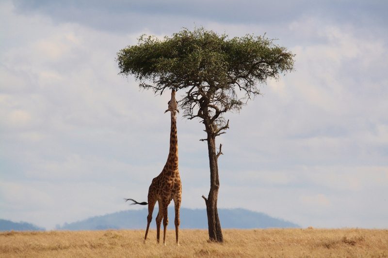 Is Kenya Expensive for Tourists?