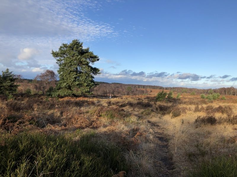 Cannock Chase West Midlands