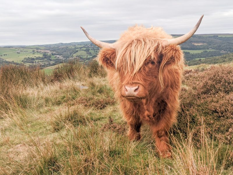 close up of a highland cow with very long, reddish brown fur and long horns. the cow is standing on a grassy hilltop beside some heather looking at the camera with the green hills of the Peak District behind. 