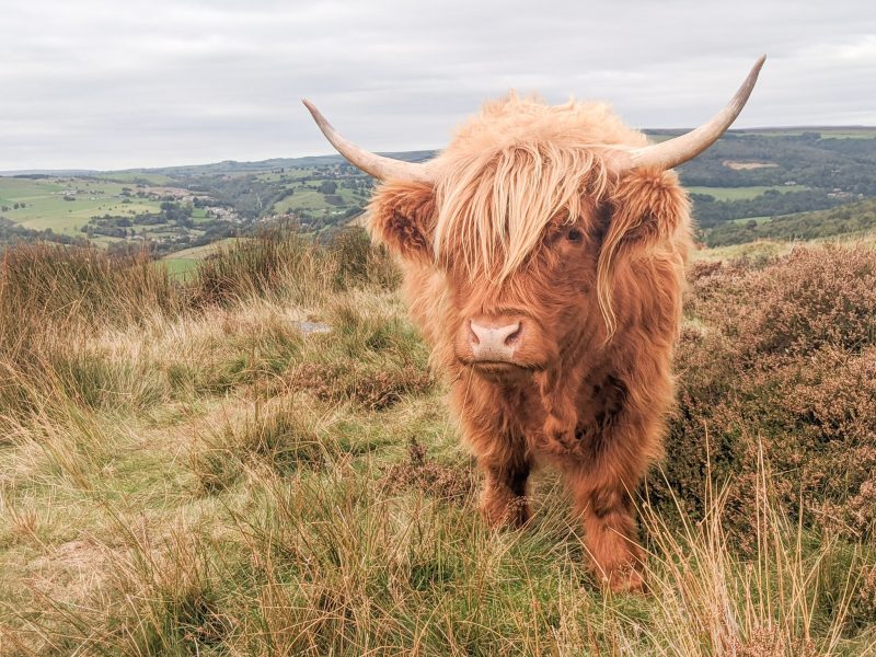 close up of a highland cow with very long, reddish brown fur and long horns. the cow is standing on a grassy hilltop beside some heather looking at the camera with the green hills of the Peak District behind.