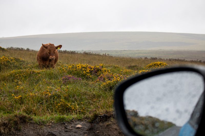 Wet & Wild: A Dartmoor Road Trip with the Citroën C3 Aircross