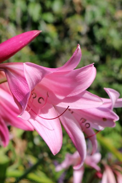 Pink Flowers in Lower Gardens