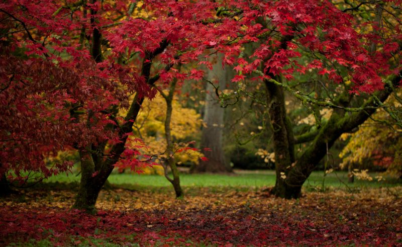 Delicate Acer trees with bright red leaves in westonbirt arboretum in the cotswolds england in autumn with some yellow trees out of focus behind and the floor covered with red and yellow leaves