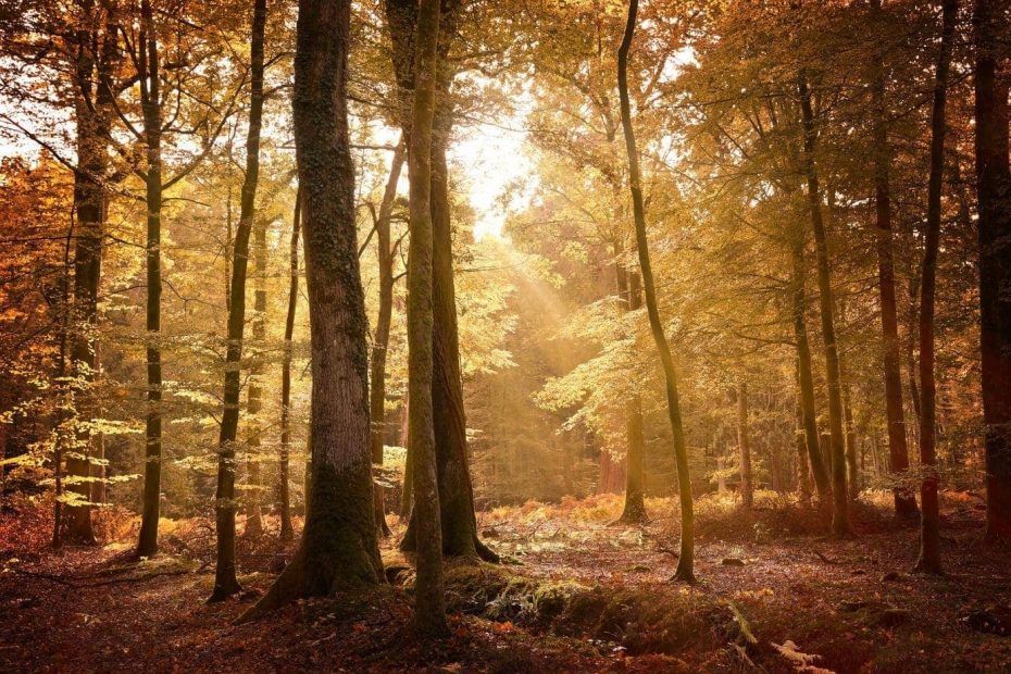 Low Autumn sunlight streaming through the yellow and orange leaves of trees in the New Forest with the ground covered in reddish brown leaves and brown ferns