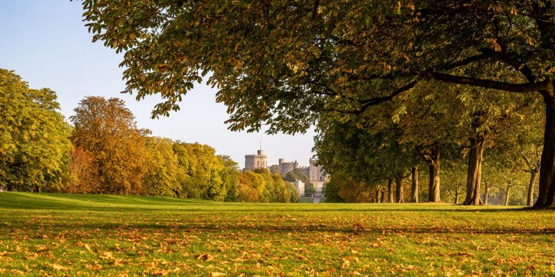 Windsor Castle in England glimpsed between Autumn trees in a park with brown leaves scattered on the grass between the two rows of trees and the stone castle visible between both rows in the distance. 