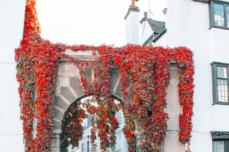 Close up of a section of red ivy over a white wall and stone archway in Kynance Mews in London in Autumn