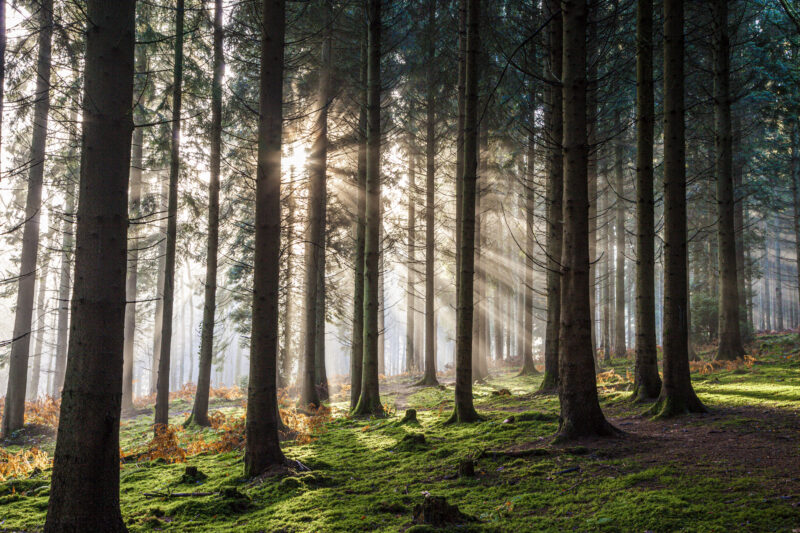 Sunlight lens flare through mist and pine trees in the Royal Forest of Dean