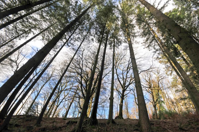 Looking up towards the tops of trees in Grizedale Forest, the trees are mostly very tall pine trees with green needles in bunches at the top against a cloudy sky with patches of blue. There are some smaller bare trees behind them with twisted branches. 