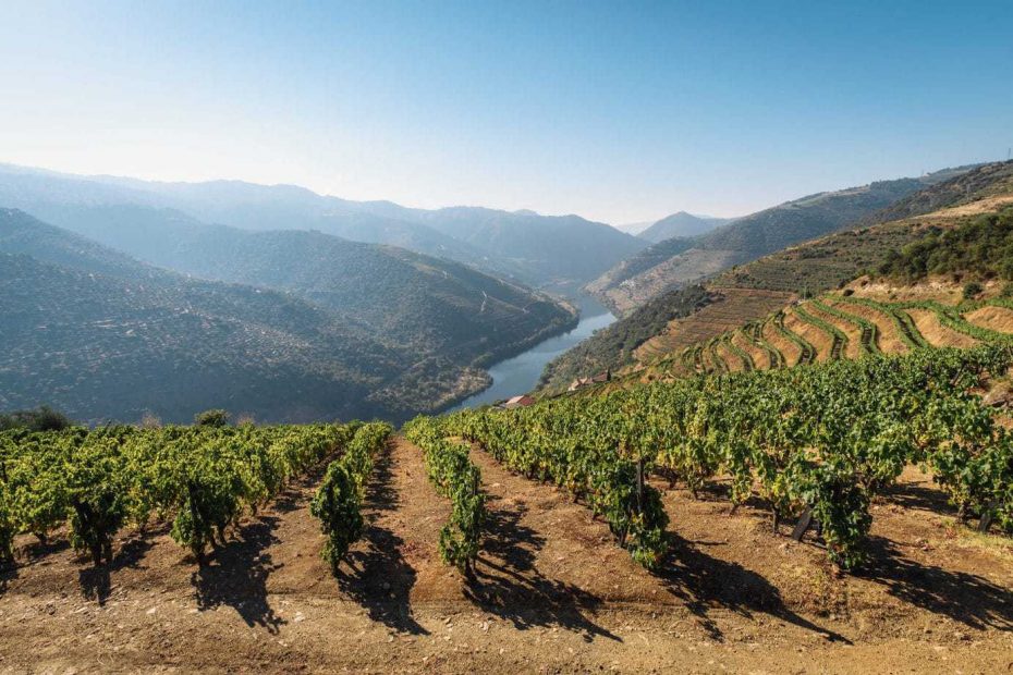Landscape with the Douro River in Portugal in the centre in a deep valley with steep hillsides on either side and a vineyard in the foreground with neat rows of grapevines in lines