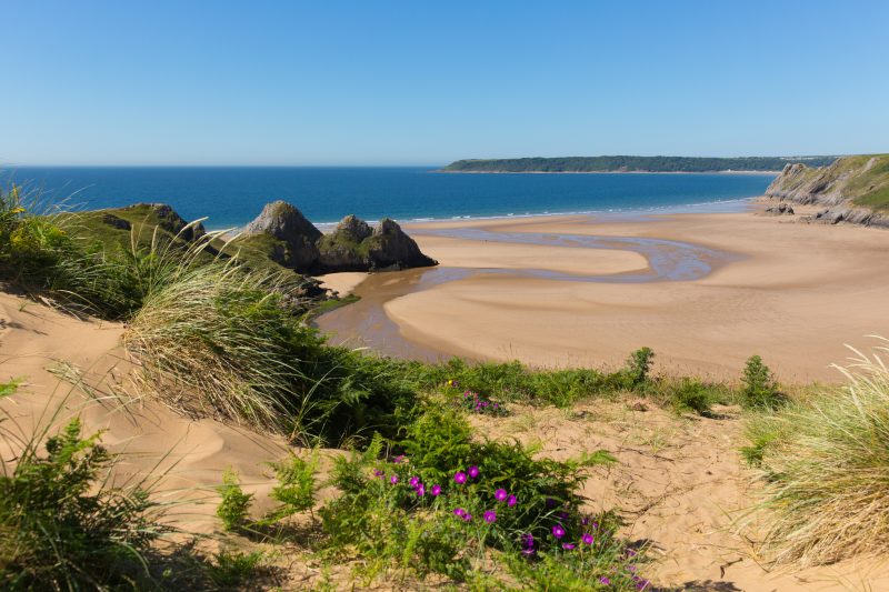 sand dune with grass and purple flowers in the foreground looking down to a large empty beach of flat golden sand with a shallow river snaking through it towards the blue sea on a very sunny day with low cliffs in the background. best wales road trips. 