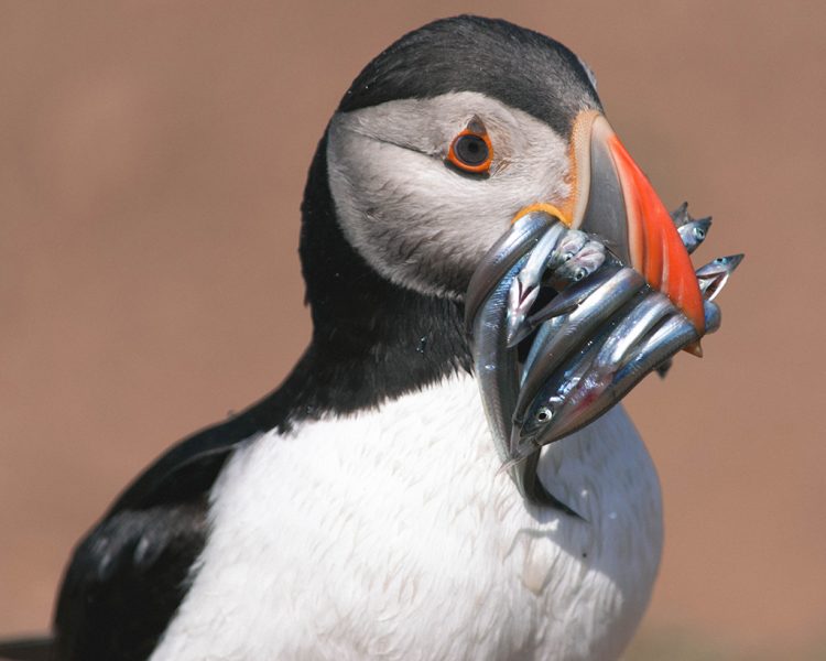 Close up of a puffin on Skomer Island in South Wales