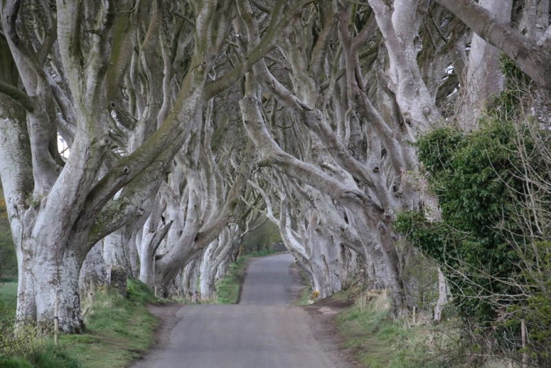 Dark Hedges Northern Ireland