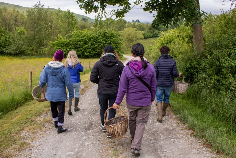 Foraging in a group on The Forge campsite North Wales