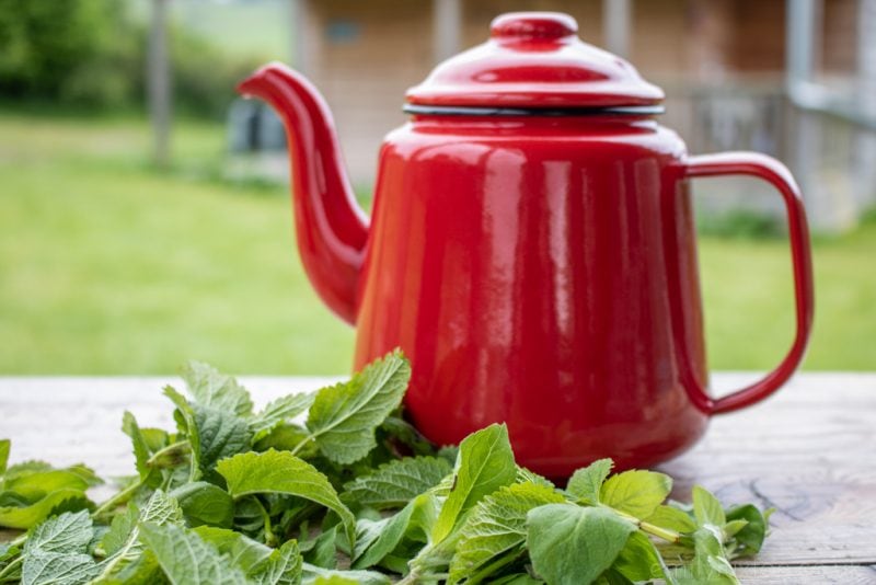 Red teapot with foraged herbs on a Wild Wellness Retreat in the UK