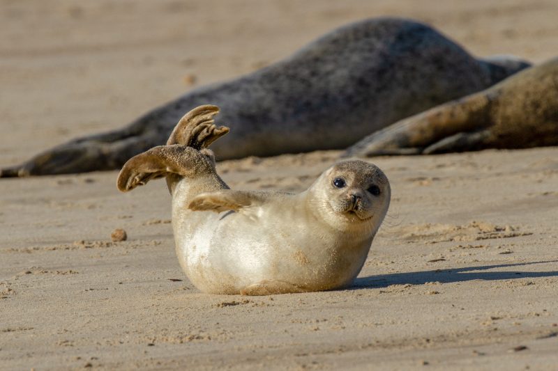 a seal pup lying on sand looking at the camera with two larger seals out of focus behind