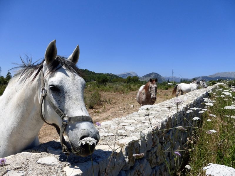 9 Fun and Unusual Things to do in Mallorca