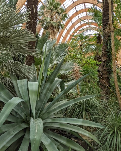 Tropical plants beneath a domed glass ceiling