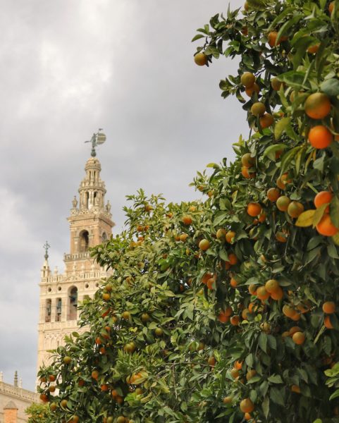 Seville in Winter: Everything you Need to Know!