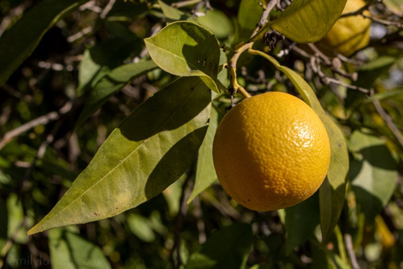 Close up of a round yellow lemon growing on a tree