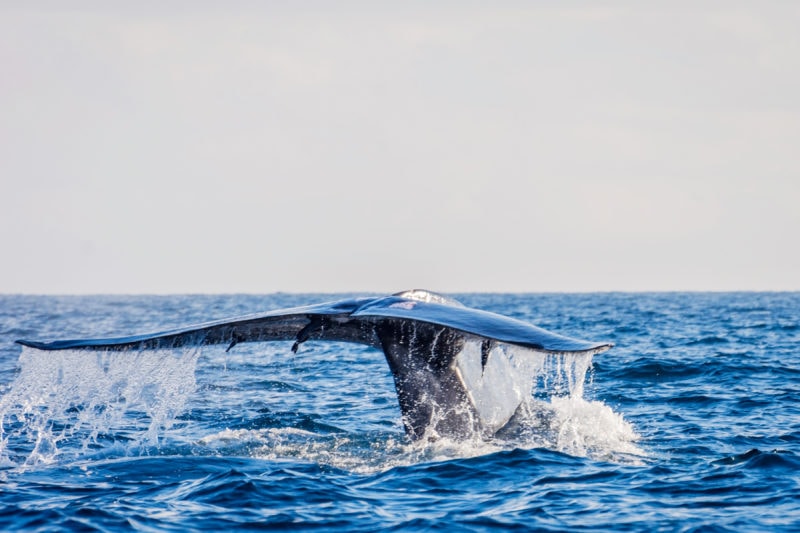 tail of a whale rising out of blue sea beneath a grey sky on a whale watching tour in Mirissa - adventures in sri lanka