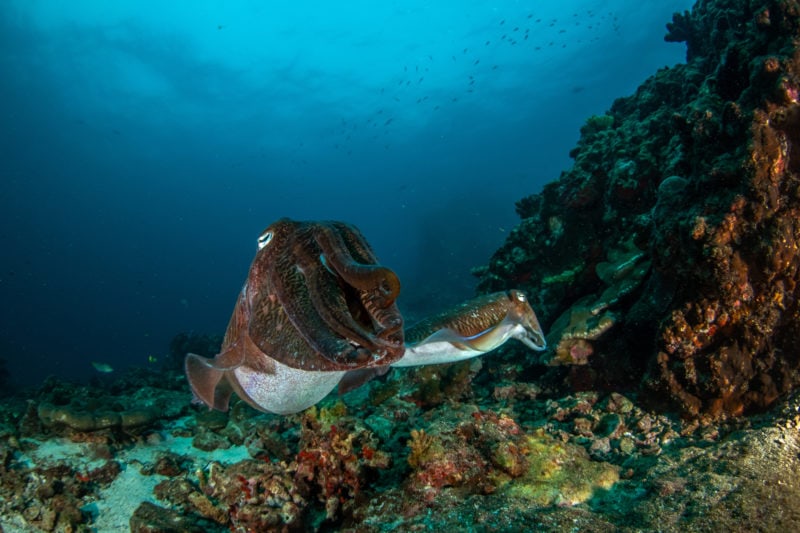 underwater photograph of a brown cuttlefish swimming past a rock