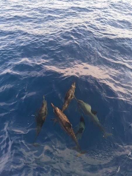 looking down at the sea's surface where 4 dolphins are swimming 