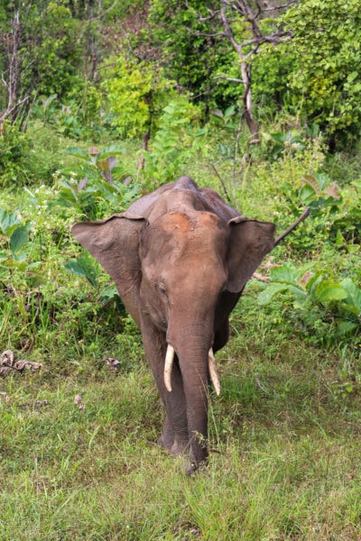 portrait of an elephant facing the camera with white tusks standing in front of thick green bushes