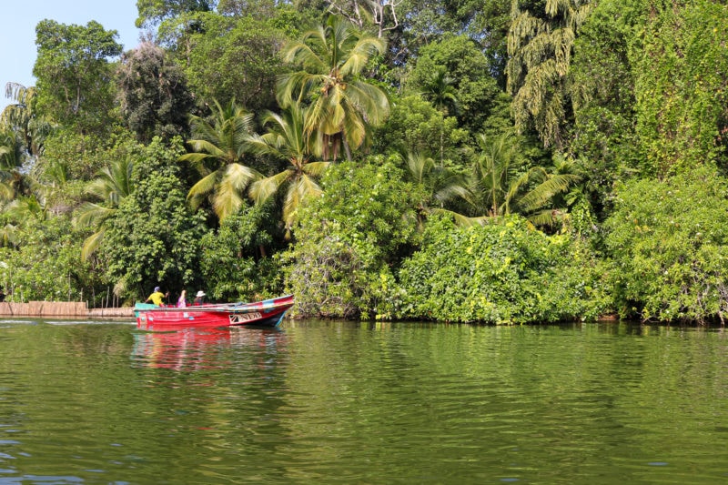 red wooden boat on a river next to a thick patch of tropical forest on a Madu River cruise in Bentota Sri Lanka