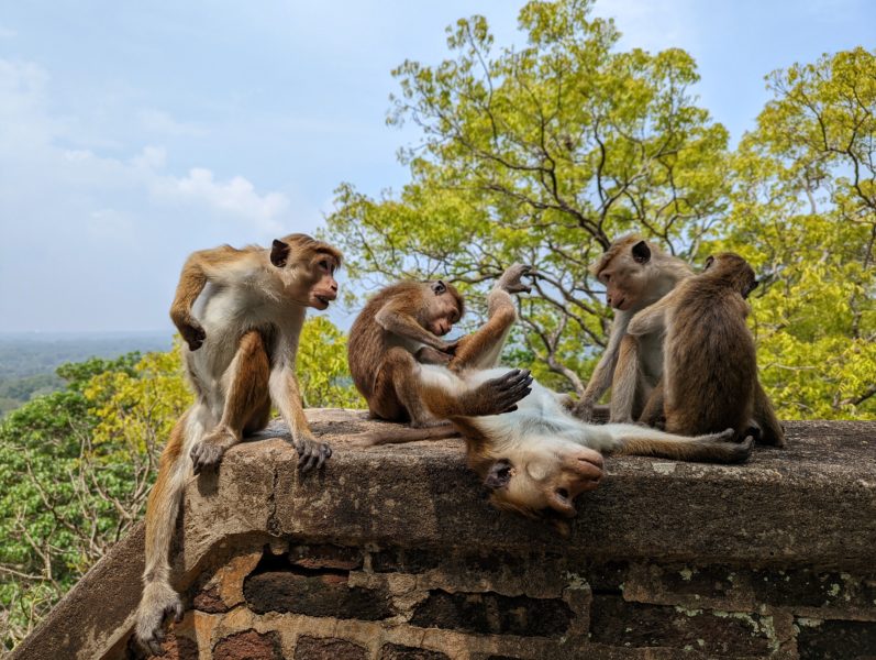 a group of monkeys grooming each other on a wall at Sigiriya in Sri Lanka