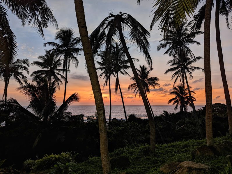 many palm trees silhouetted against an orange sky at sunset with the sea just visible in the background