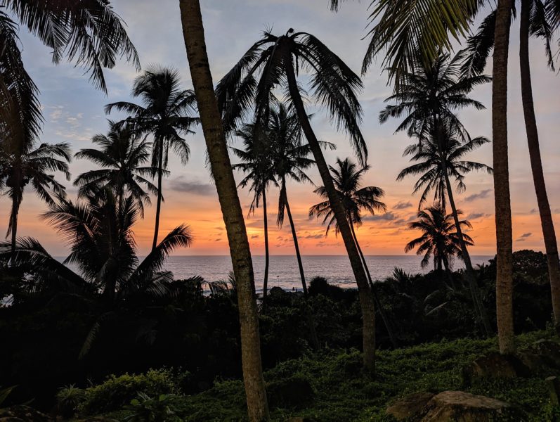 many palm trees silhouetted against an orange sky at sunset with the sea just visible in the background