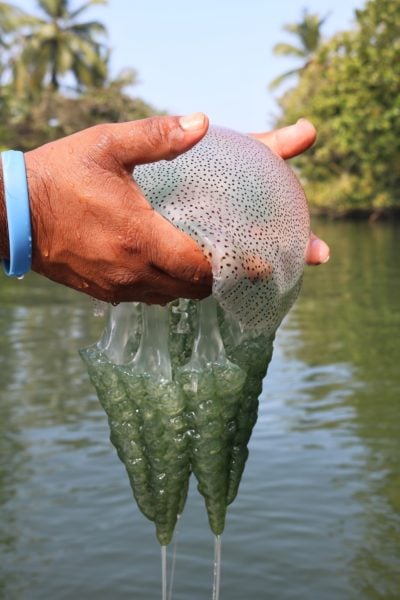 close up of a man's hands holding a clear jellyfish with small black spots on its top above a river