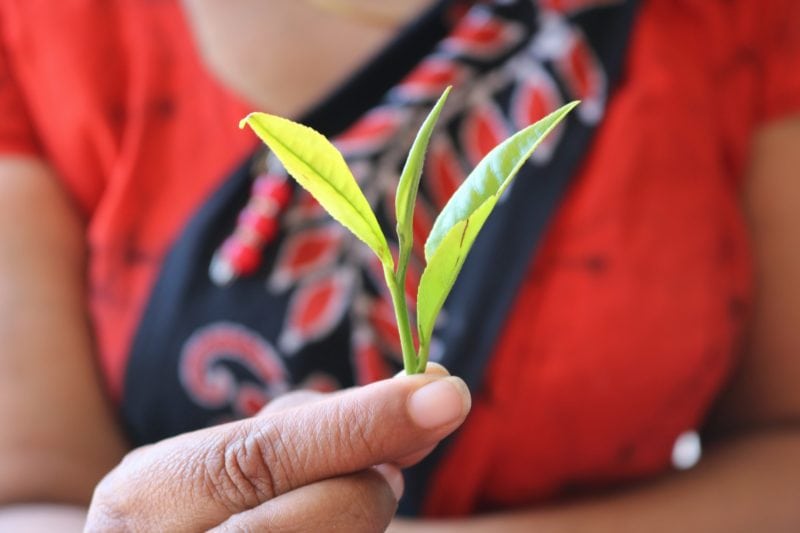 close up of a lady's hand holding tree green tea leaves in front of a black and red sari