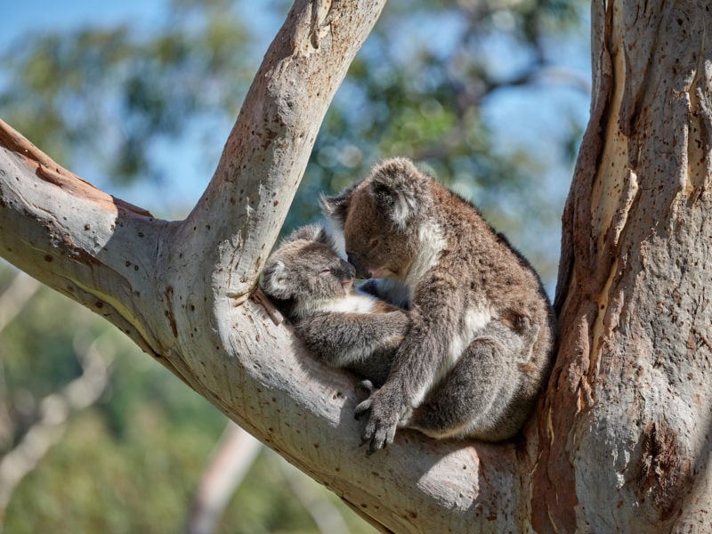 two koalas cuddling on a tree branch with their noses touching