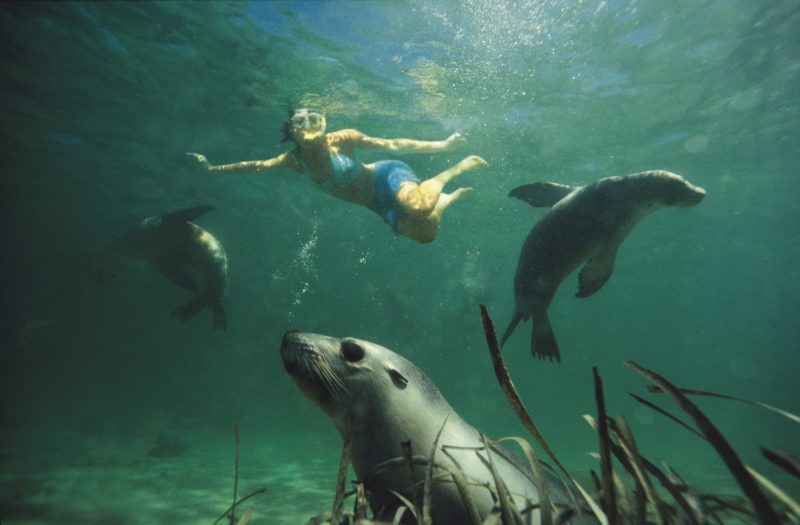 girl underwater wearing a blue swim suit and a snorkel swimming with sealions near adelaide in south australia