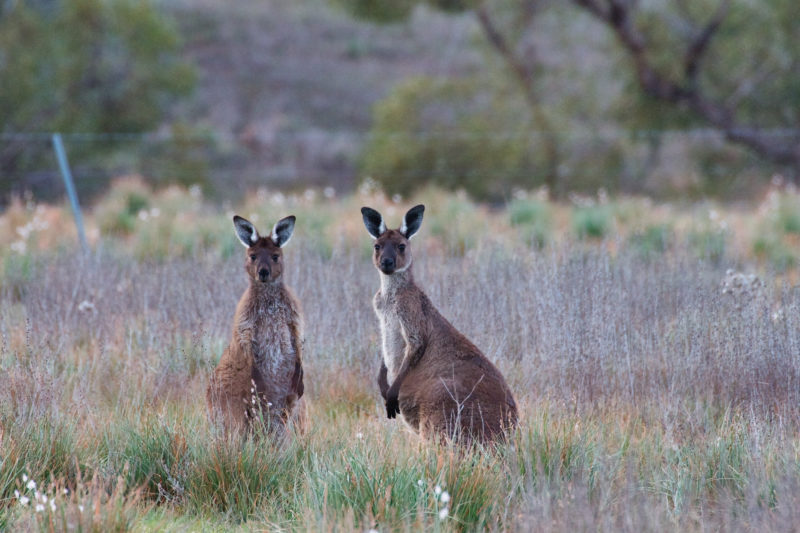 two grey kangaroos in long grass with trees in the background