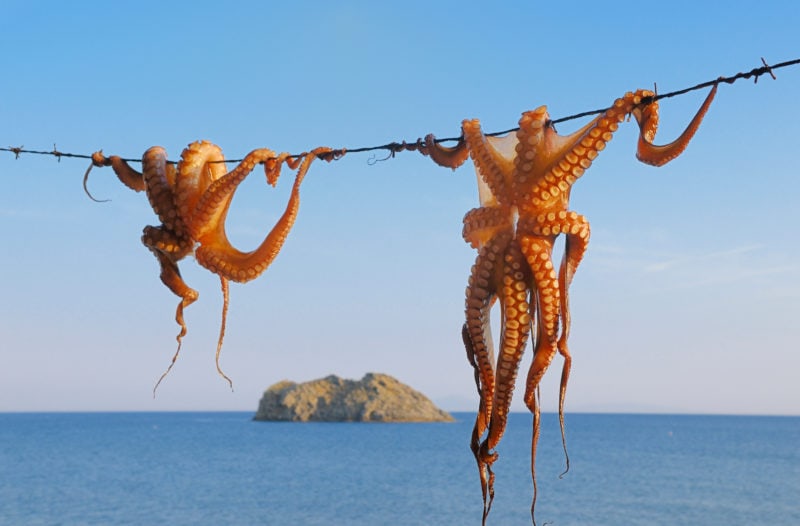 two Octopusses hanging up to dry in front of the blue sea with a small rock island in the distance in the Greek island of Lesvos on a very sunny day with clear blue sky