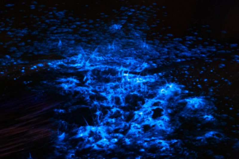 neon blue sparkling bioluminescence in a black ocean at night
