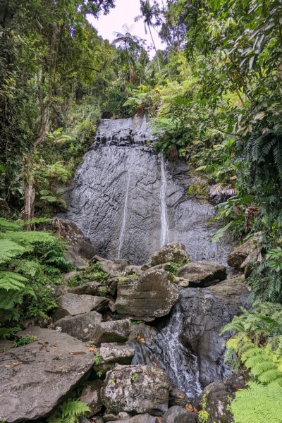 a small waterfall against a flat grey rockface in the el yunque rainforest in puerto rico