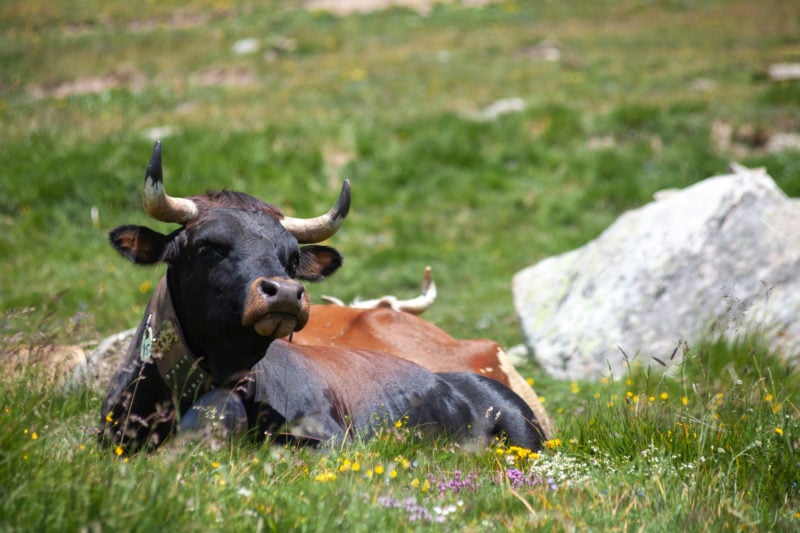 close up of a black cow with large horns lying in a grassy meadow surrounded by wildflowers next to a large grey rock 