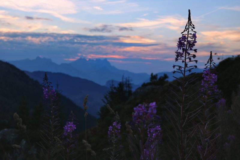 silhouette of a fireweed flower in front of distant pale purple mountains and a purple and orange sunset sky