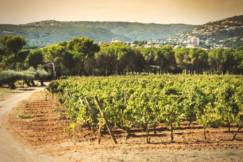 rows of grape vines in a vineayard at dusk with a small spanish town out of focus in the hills in the background